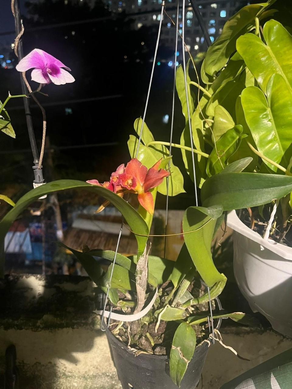 May House Binhthanh TP. Hồ Chí Minh Ngoại thất bức ảnh