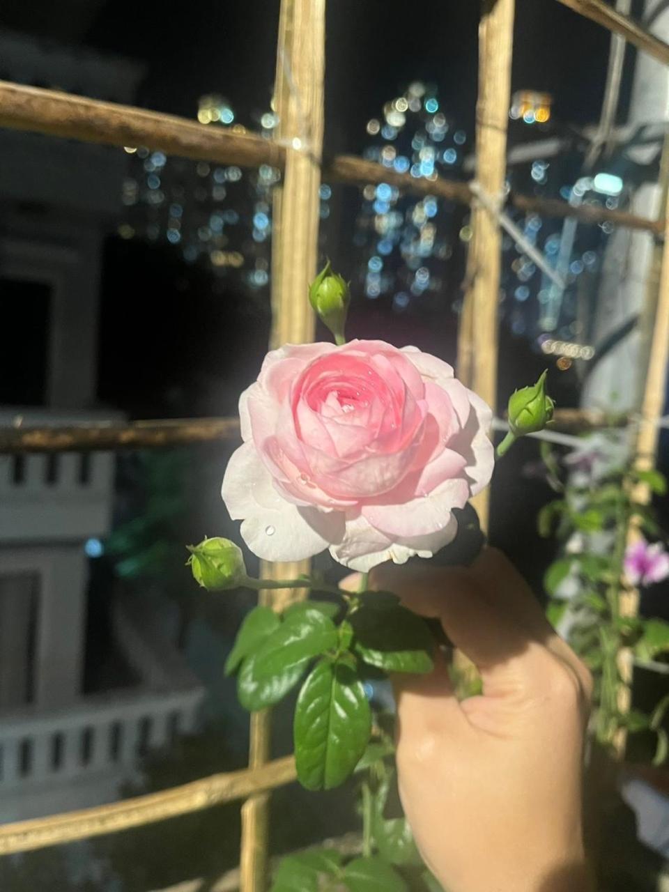 May House Binhthanh TP. Hồ Chí Minh Ngoại thất bức ảnh